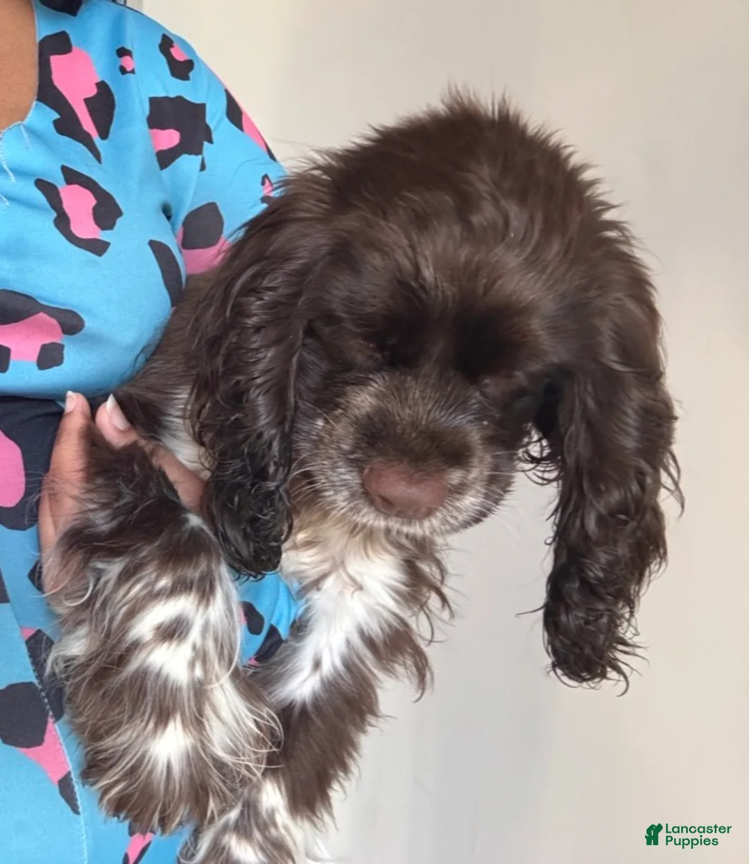 English Cocker Spaniel dogs for sale: English Cocker Spaniel Puppy - Coco 🐾 - Ad 2
