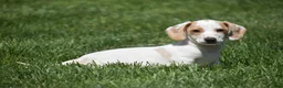 Miniature Dachshund dogs for sale: Noah - Ad 7