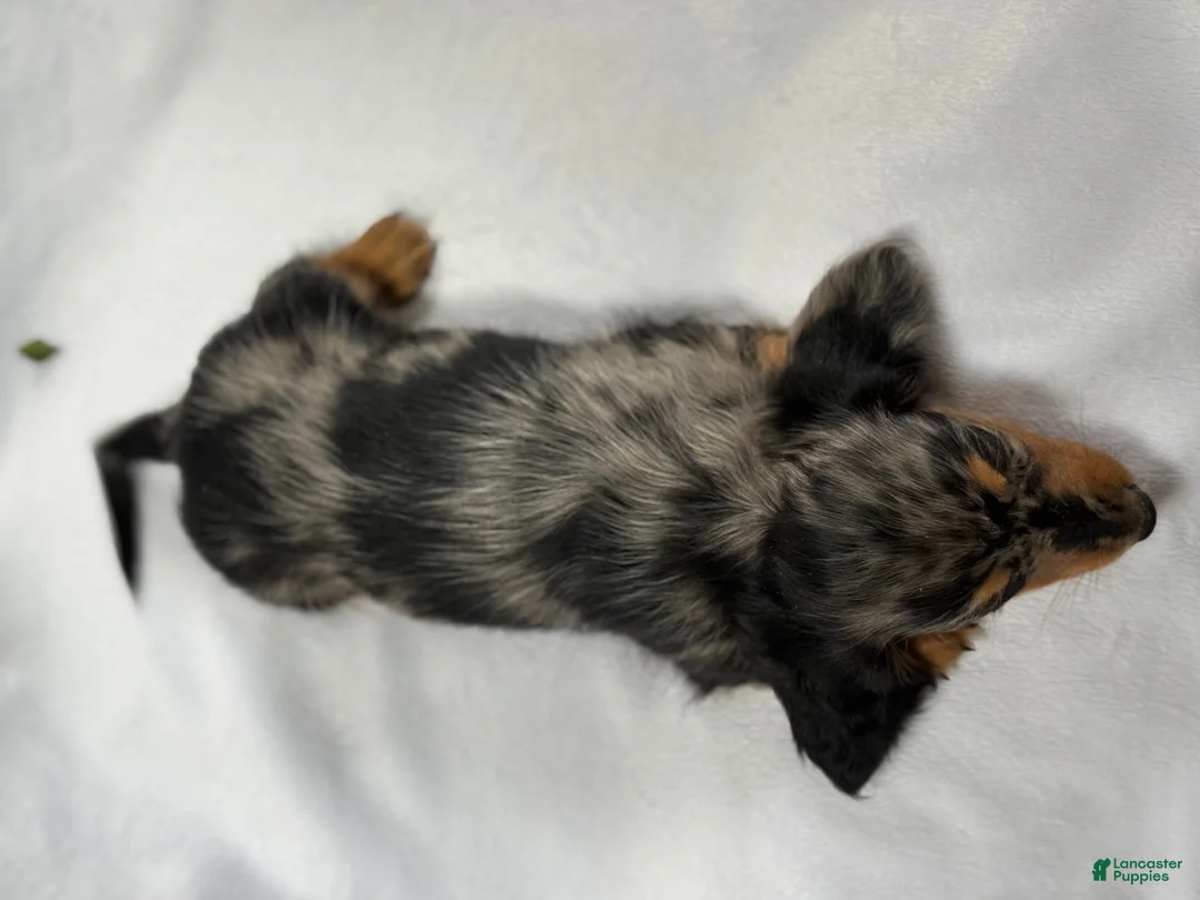 Miniature Dachshund dogs for sale: Asher - Ad 10