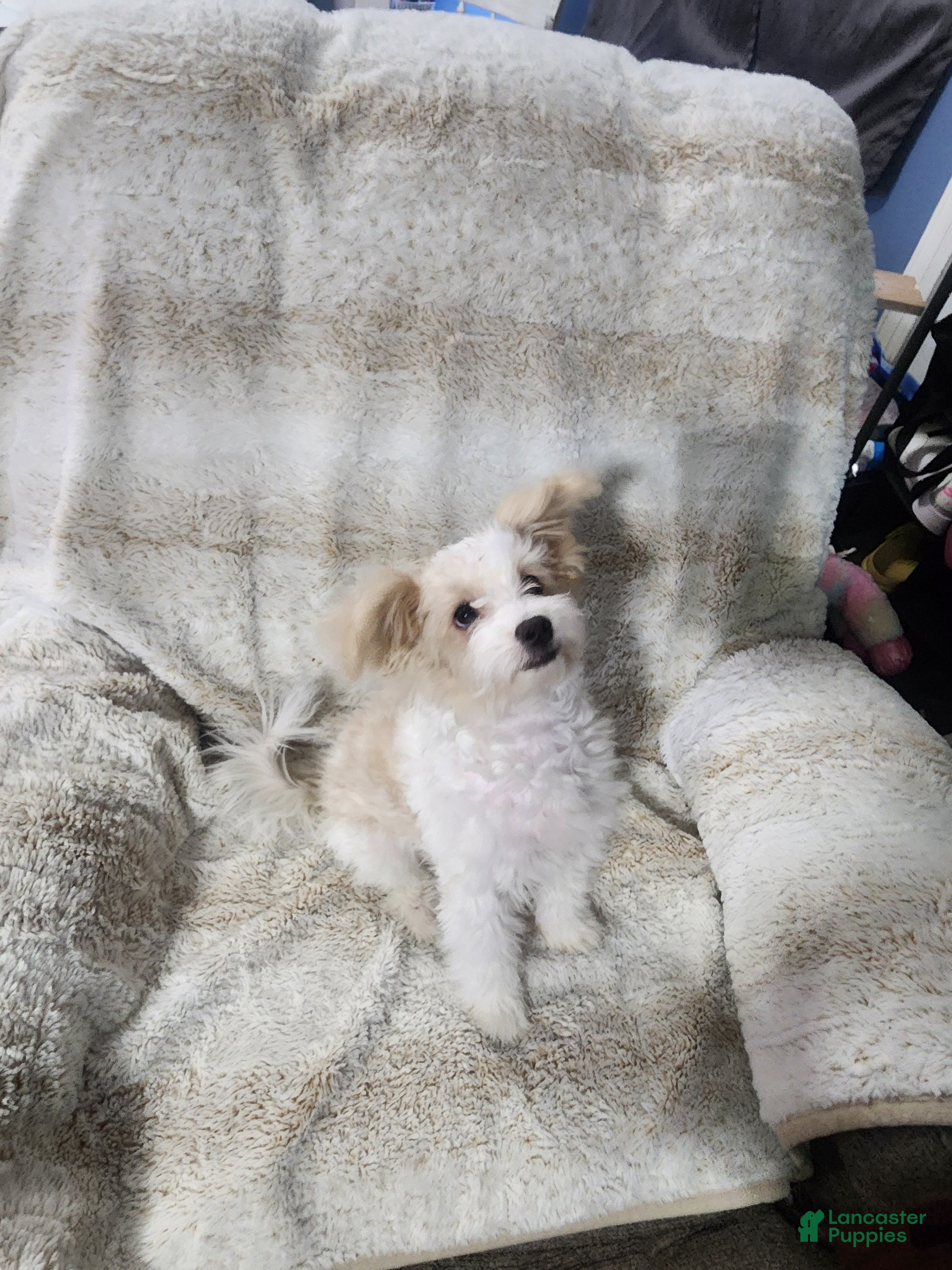 Pomapoo dogs Chole - Ad 23