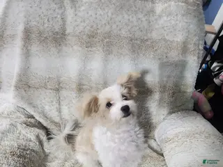 Pomapoo dogs Chole - Ad 23