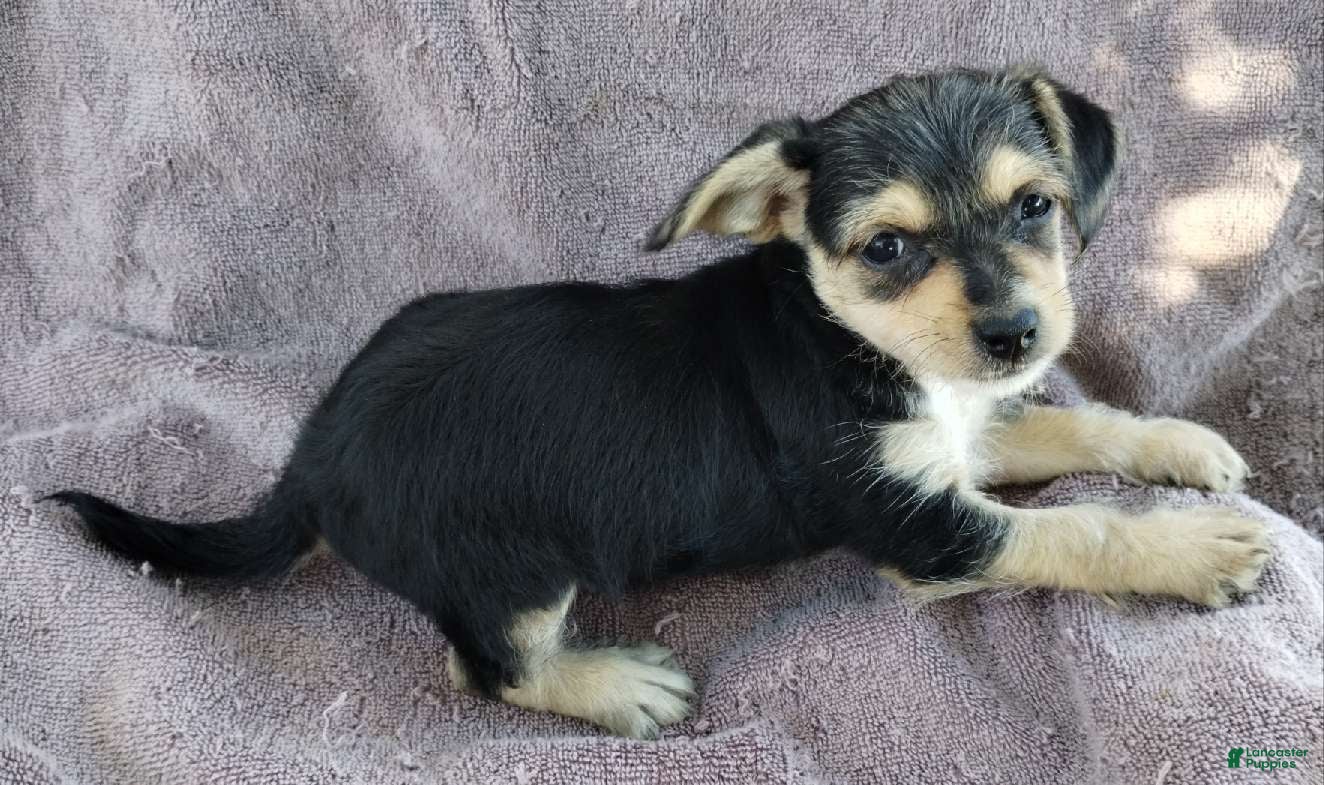 Mixed Breed dogs Girl  - Ad 1