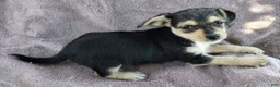 Mixed Breed dogs for sale: Girl  - Ad 1