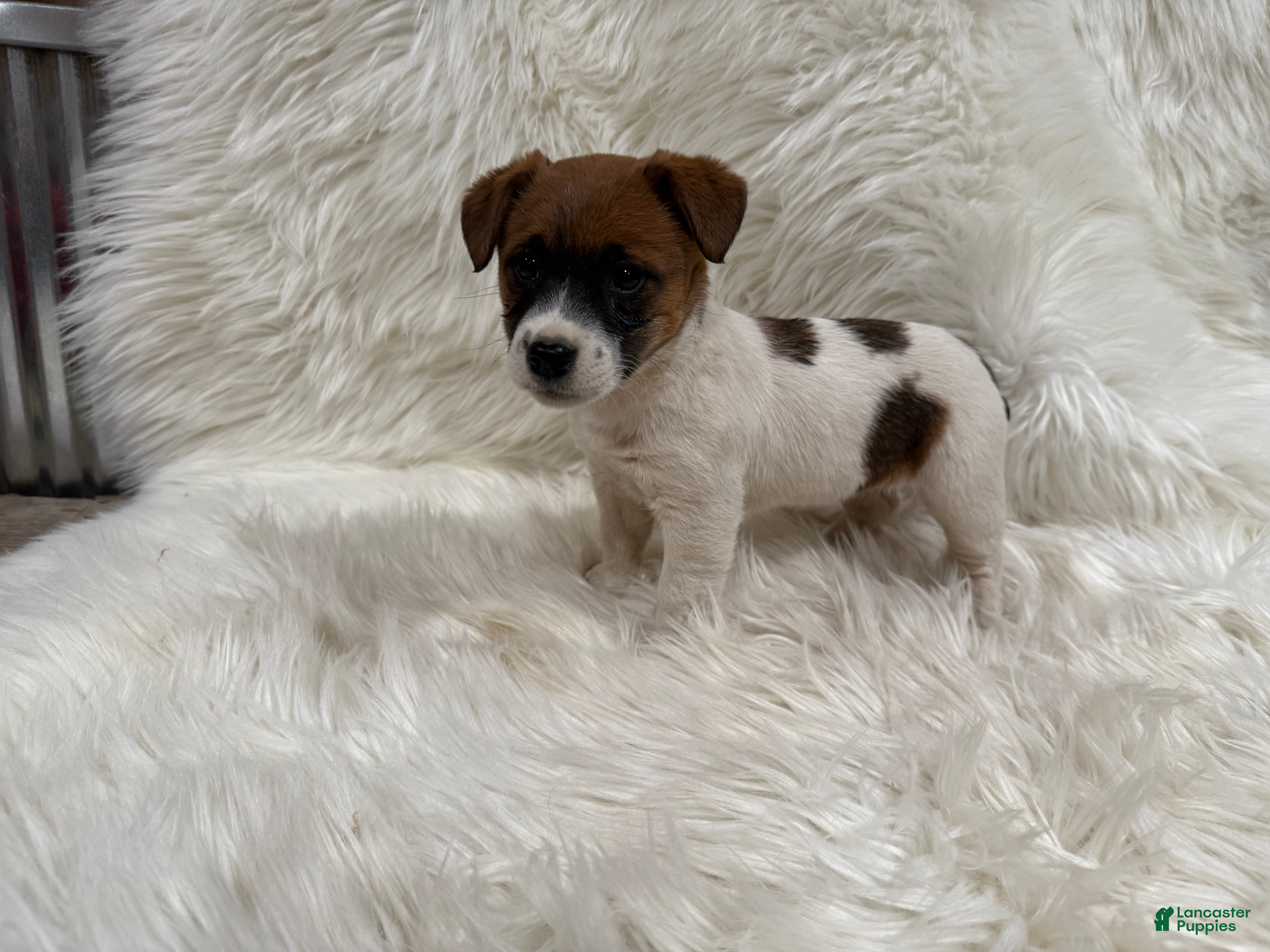 Jack Russell Terrier dogs Josie Puppy 2 - Ad 42