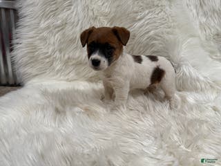 Jack Russell Terrier dogs Josie Puppy 2 - Ad 42