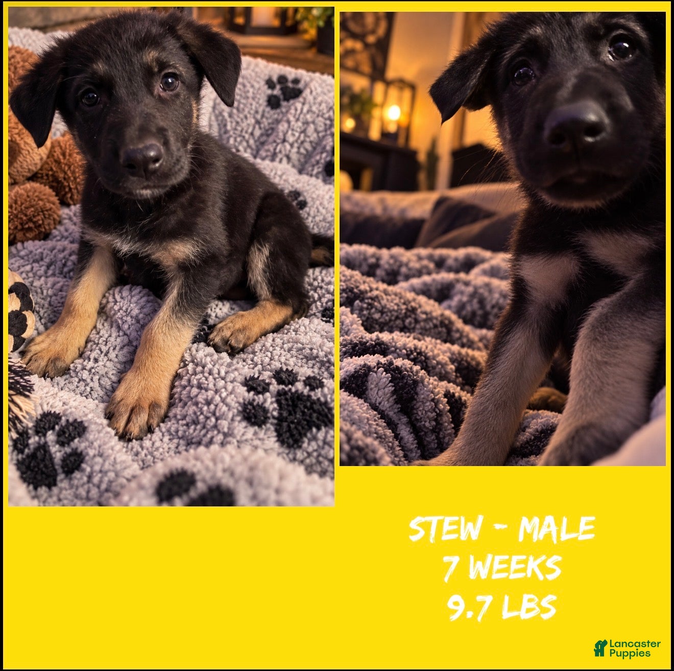 German Shepherd dogs for sale: Stew - Ad 2