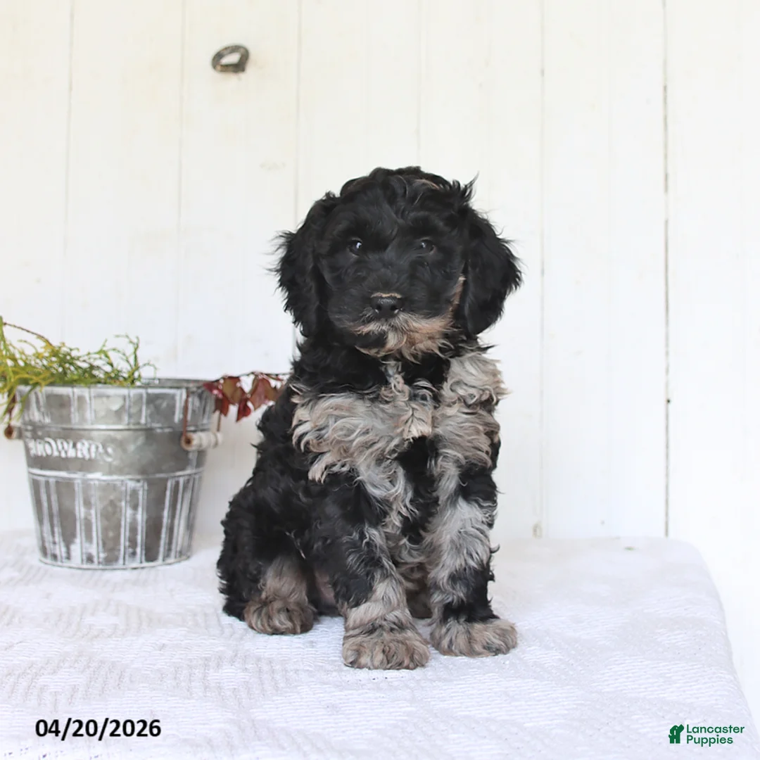 Cockapoo dogs for sale: Mick  - Ad 1