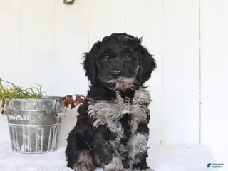Cockapoo dogs for sale: Mick - Ad 2