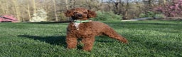 Miniature Poodle dogs for sale: Odell - Ad 9
