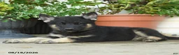 Gerberian Shepsky dogs for sale: Tango - Ad 3