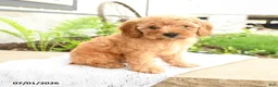 Miniature Poodle dogs for sale: Happy - Ad 5