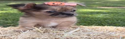 Chihuahua dogs for sale: Chihuahua 1 - Ad 10