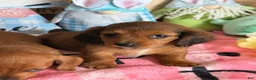 Miniature Dachshund dogs for sale: Rowdy - Ad 4