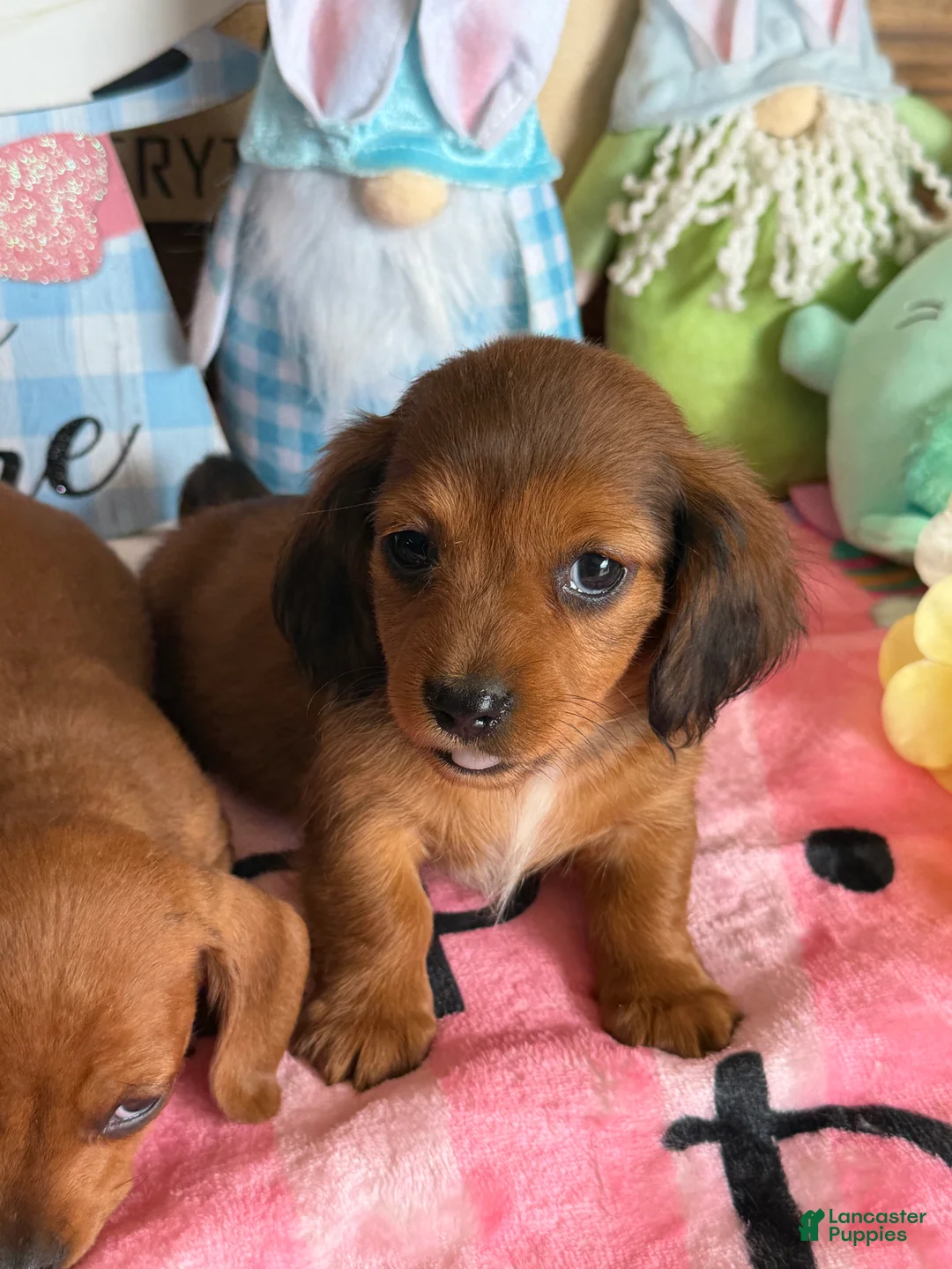 Miniature Dachshund dogs for sale: Rowdy - Ad 4