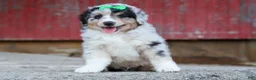 Miniature Australian Shepherd dogs for sale: LANDON [ new pictures] - Ad 20