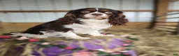 King Charles Spaniel dogs for sale: King Charles Spaniel Puppy 1 Scottie - Ad 2
