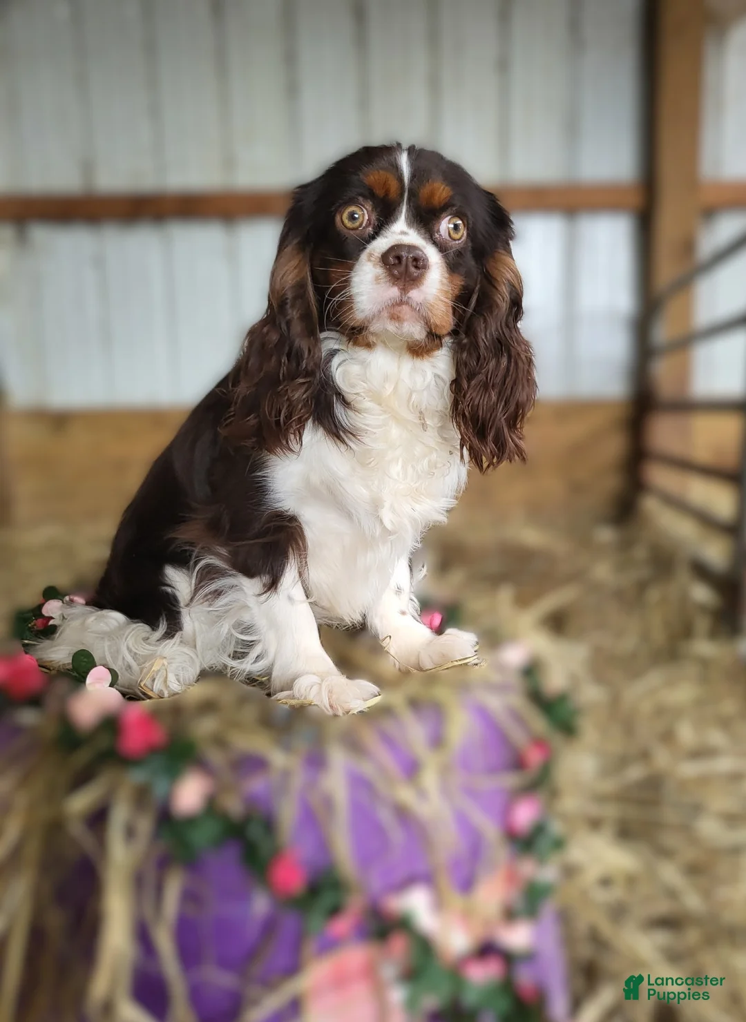 King Charles Spaniel dogs for sale: King Charles Spaniel Puppy 1 Scottie - Ad 2