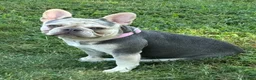French Bulldog dogs for sale: French Bulldog 1 - Ad 5