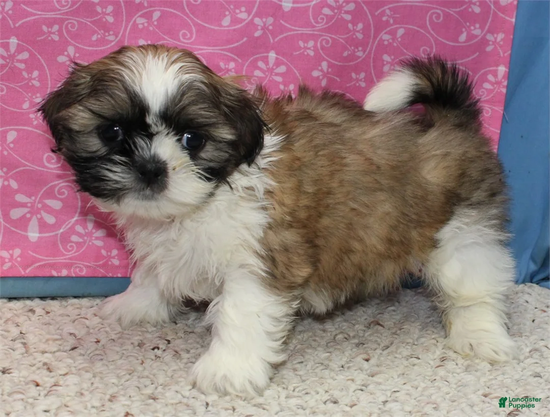 Shih Tzu dogs for sale: Joli - Ad 5