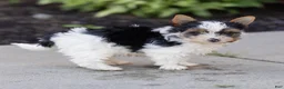 Biewer Terrier dogs for sale: Bennie Biewer Terrier  - Ad 4