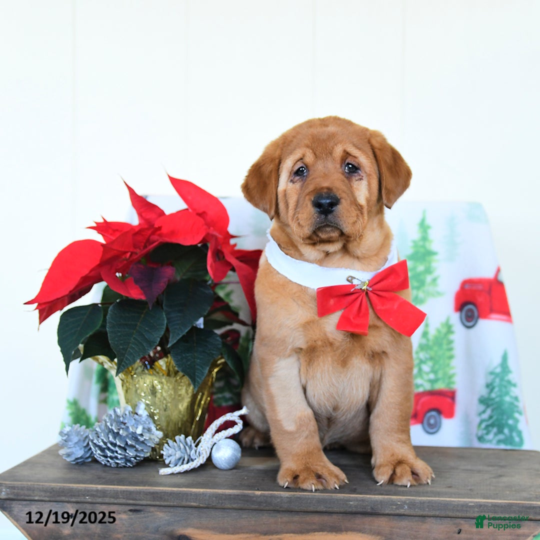 Labrador Retriever dogs for sale: Eve - Ad 2