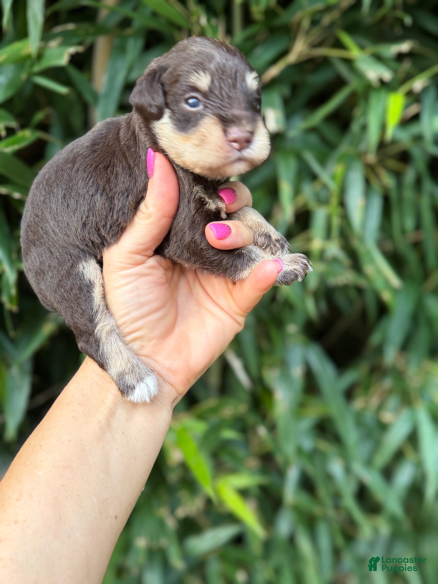 Miniature Schnauzer dogs for sale: Miniature Schnauzer 2 - Ad 2