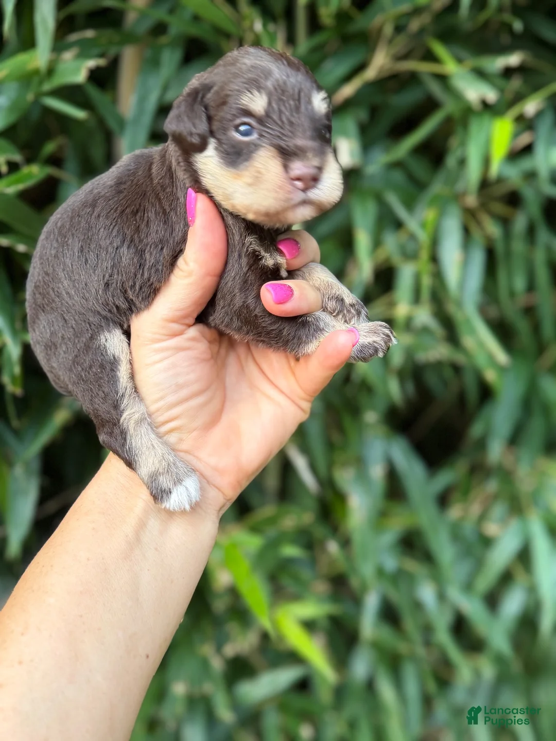 Miniature Schnauzer dogs for sale: Miniature Schnauzer 2 - Ad 1