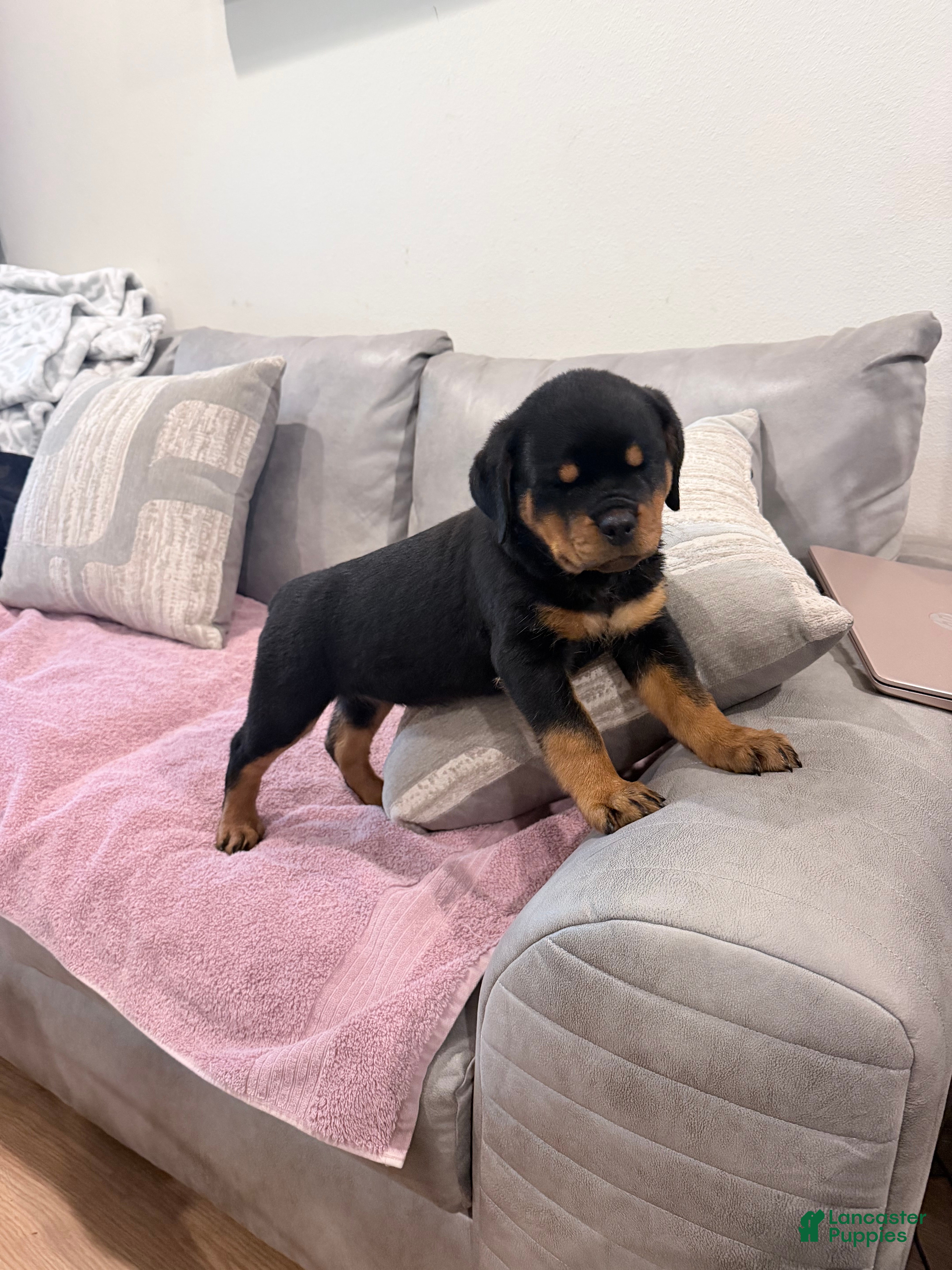 Rottweiler dogs Rottweiler Puppy 4 - Ad 2