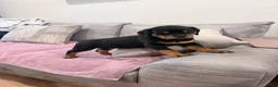 Rottweiler dogs for sale: Rottweiler Puppy 4 - Ad 2
