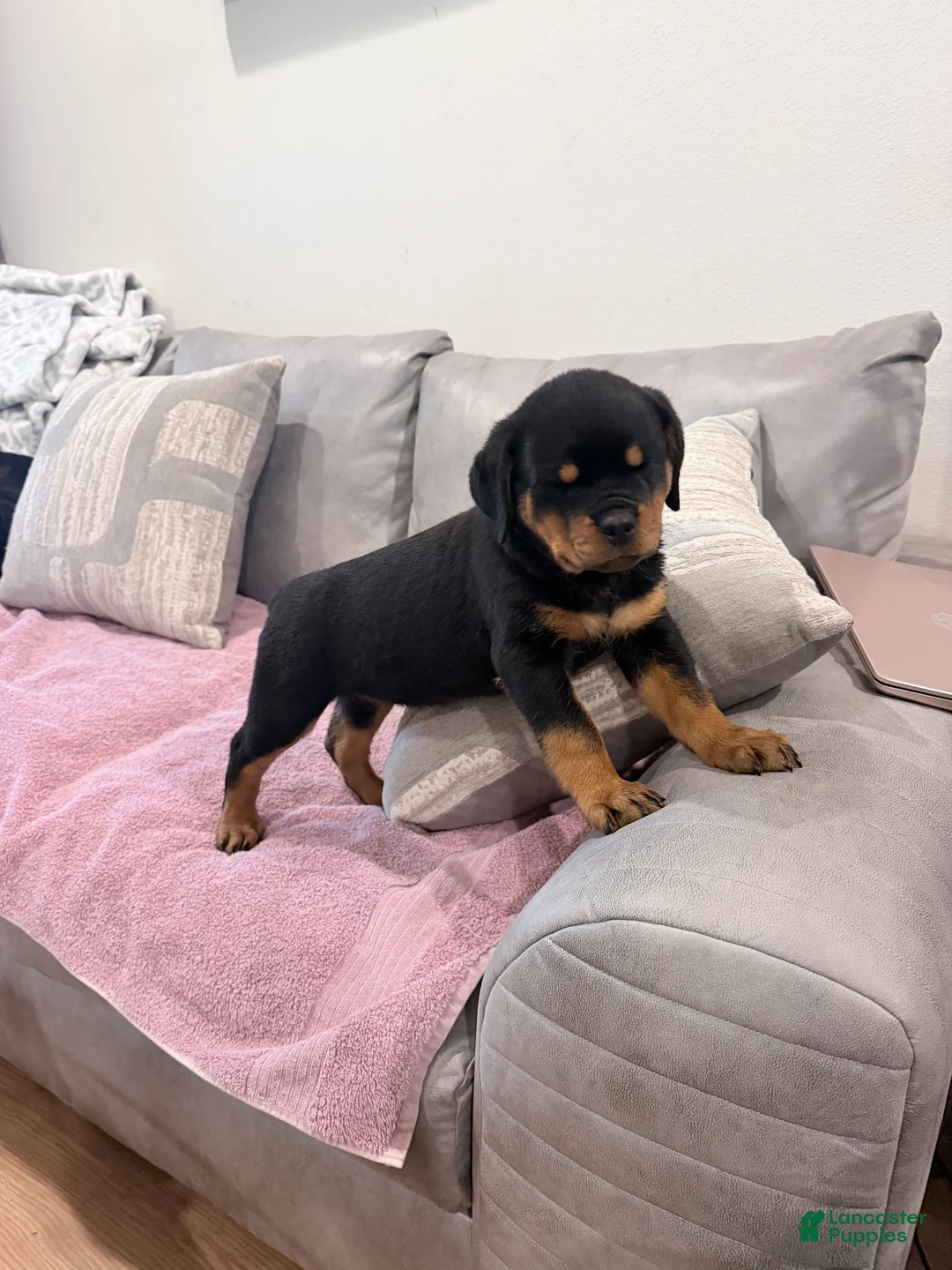 Rottweiler dogs for sale: Rottweiler Puppy 4 - Ad 2