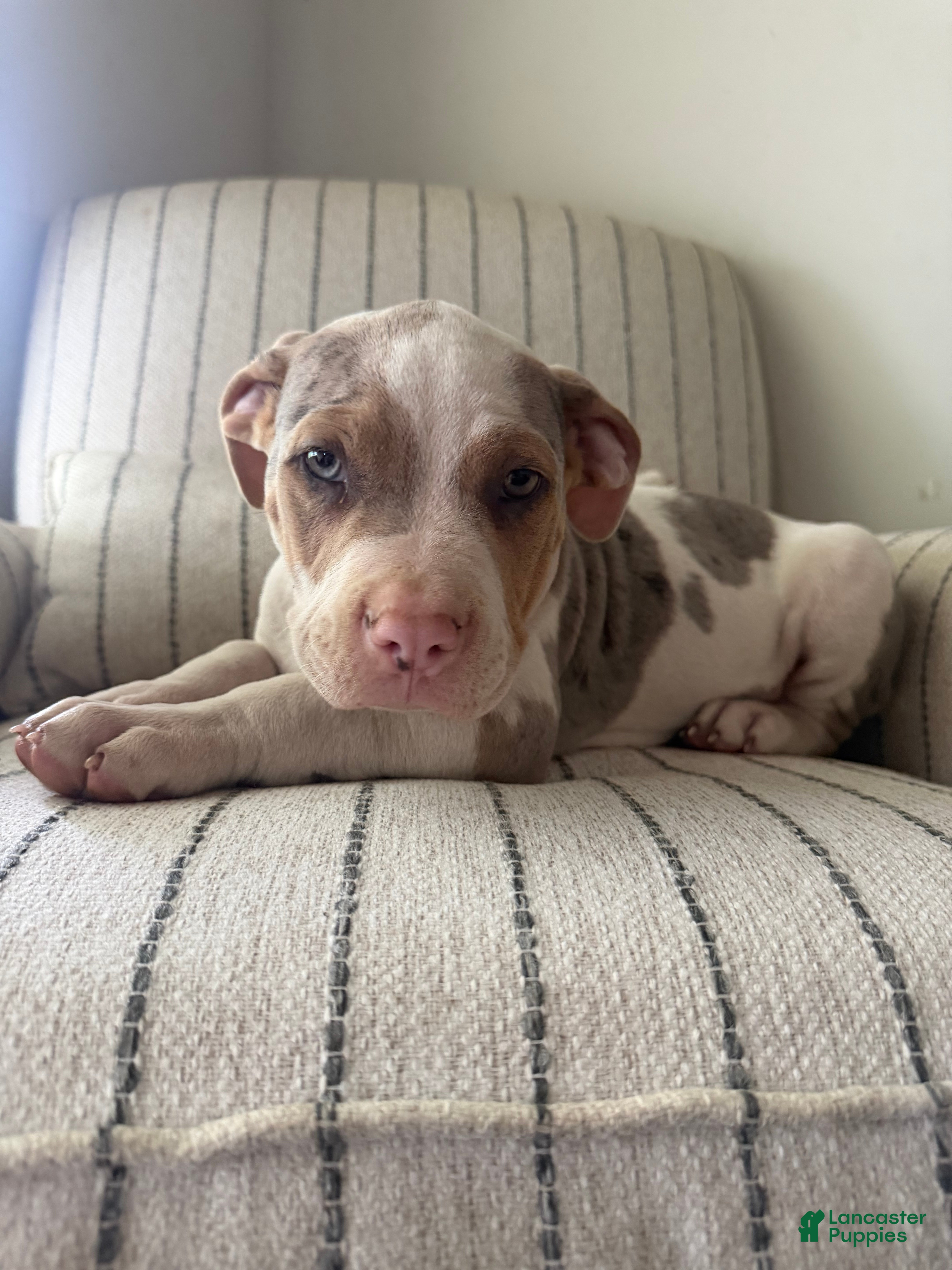 American Bully dogs Mr.Platinum  - Ad 1