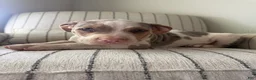 American Bully dogs for sale: Mr.Platinum  - Ad 1