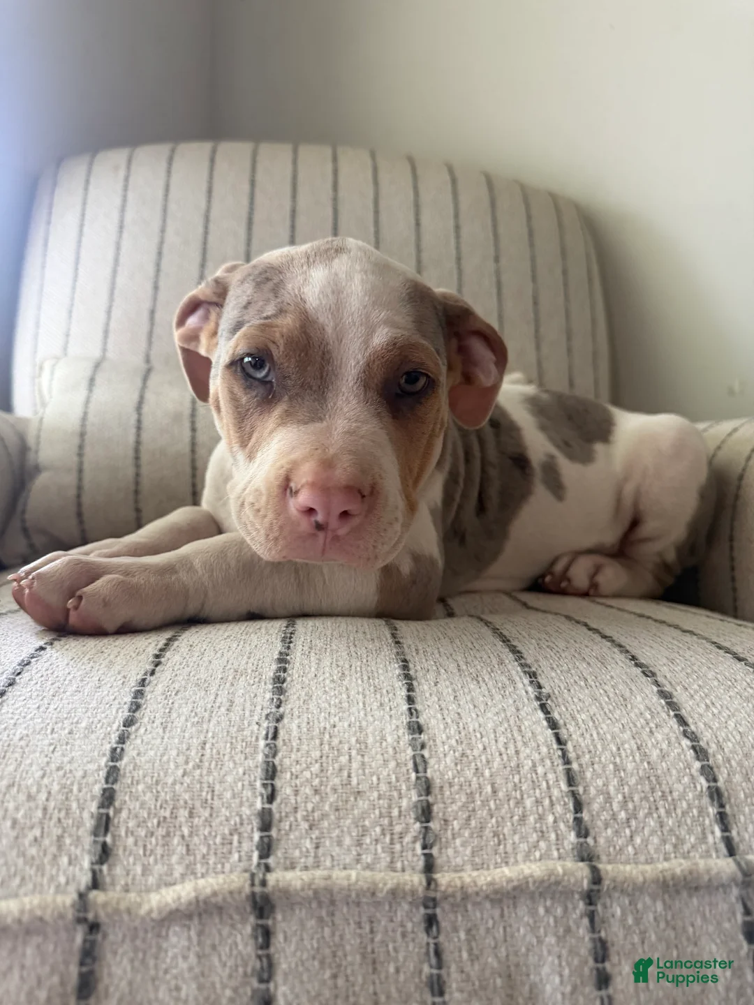 American Bully dogs for sale: Mr.Platinum  - Ad 1