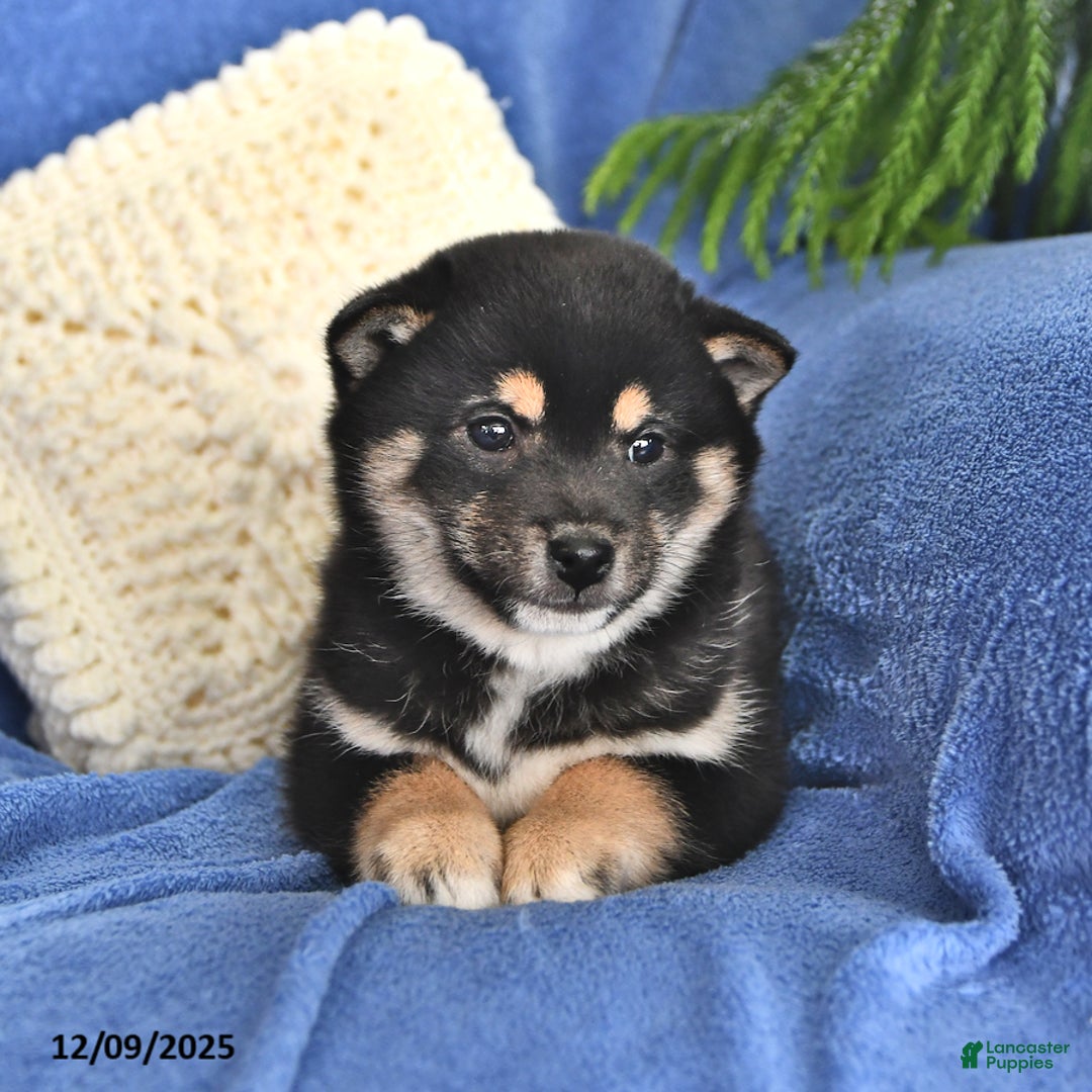 Shiba Inu dogs for sale: Pam - Ad 2
