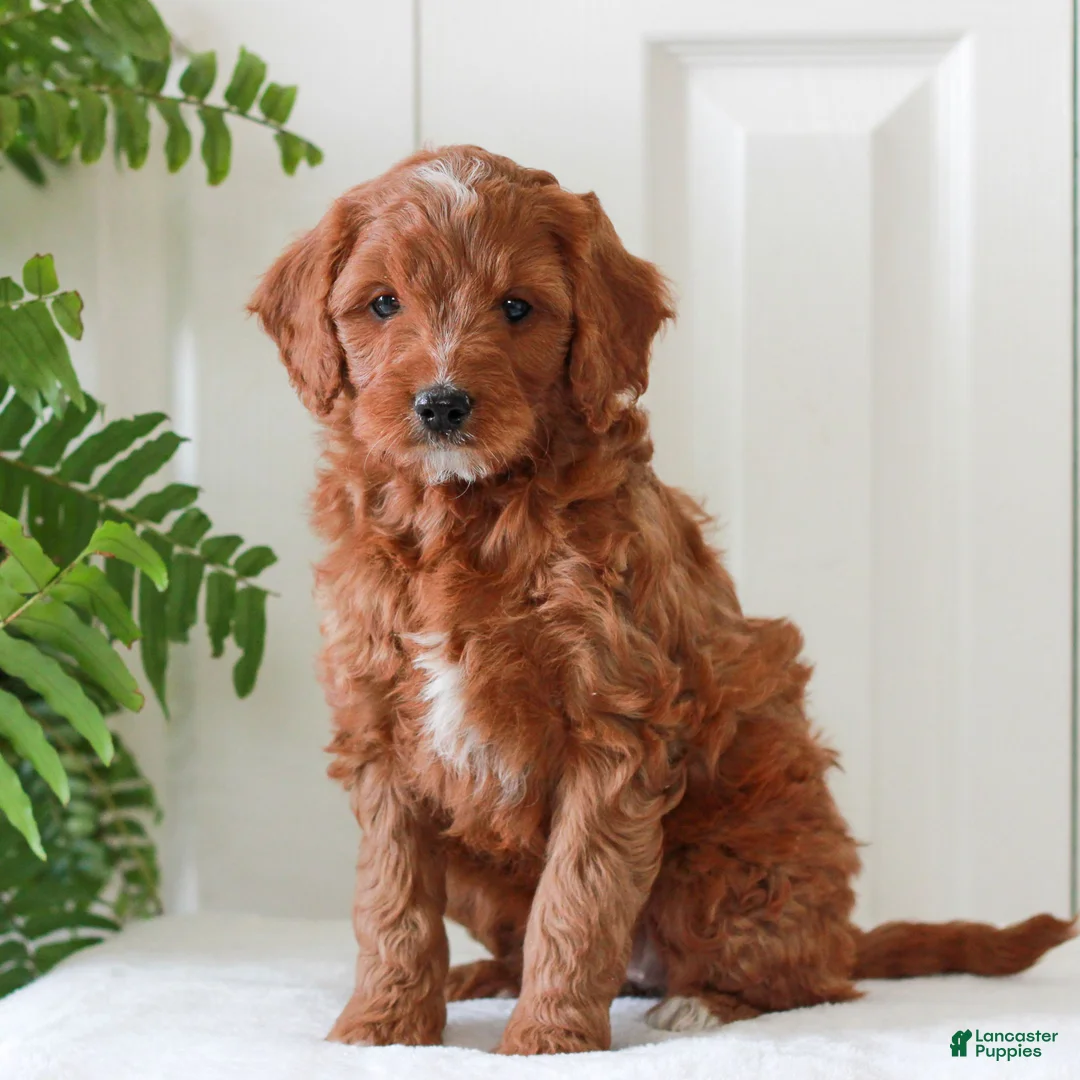 Mini Goldendoodle dogs for sale: Hope  - Ad 2