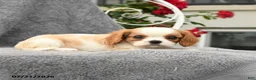 Cavalier King Charles Spaniel dogs for sale: Summer - Ad 4