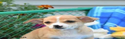 Mixed Breed dogs for sale: Thunder - Ad 3