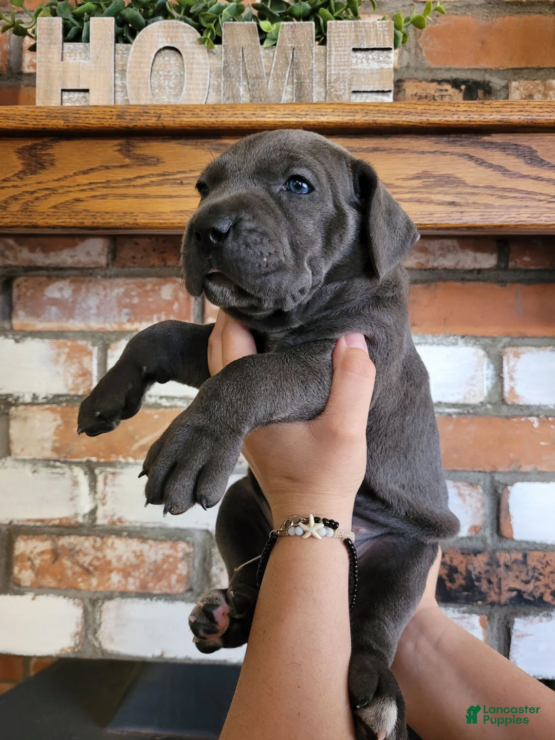 Cane Corso dogs for sale: Orion - Ad 9