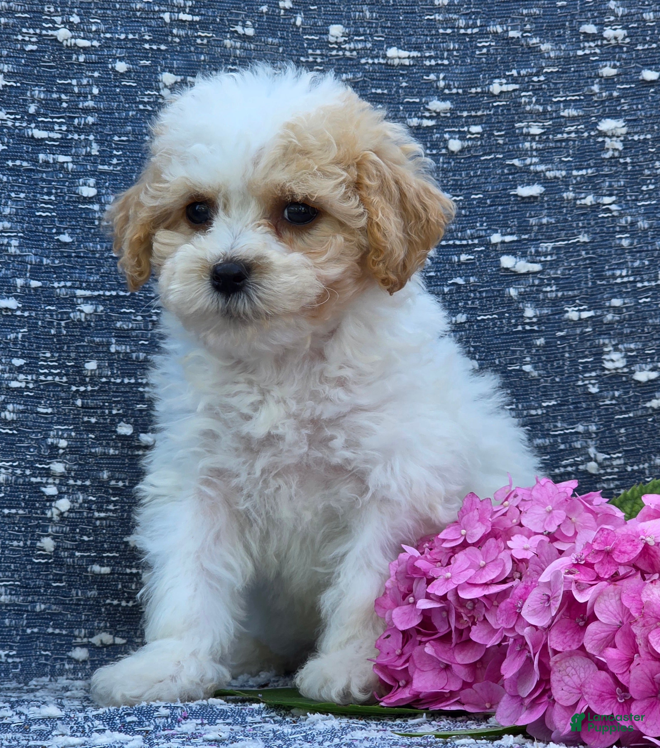 Bichpoo dogs Babe - Ad 2
