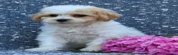 Bichpoo dogs for sale: Babe - Ad 2
