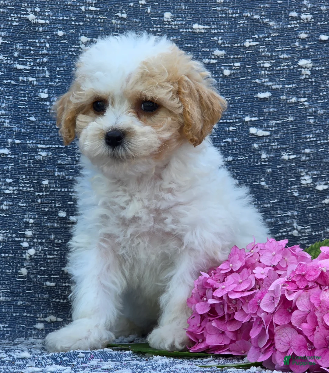 Bichpoo dogs for sale: Babe - Ad 2