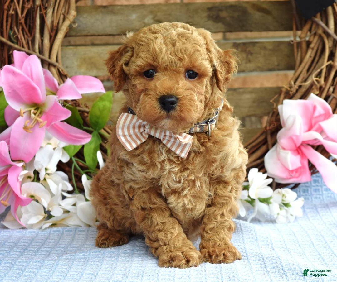 Maltipoo dogs for sale: Maverick  - Ad 1