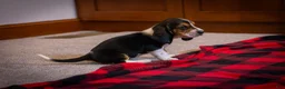 Basset Hound dogs for sale: Sugar - Ad 4