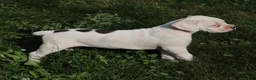 Boxer dogs for sale: Orlando - Ad 5