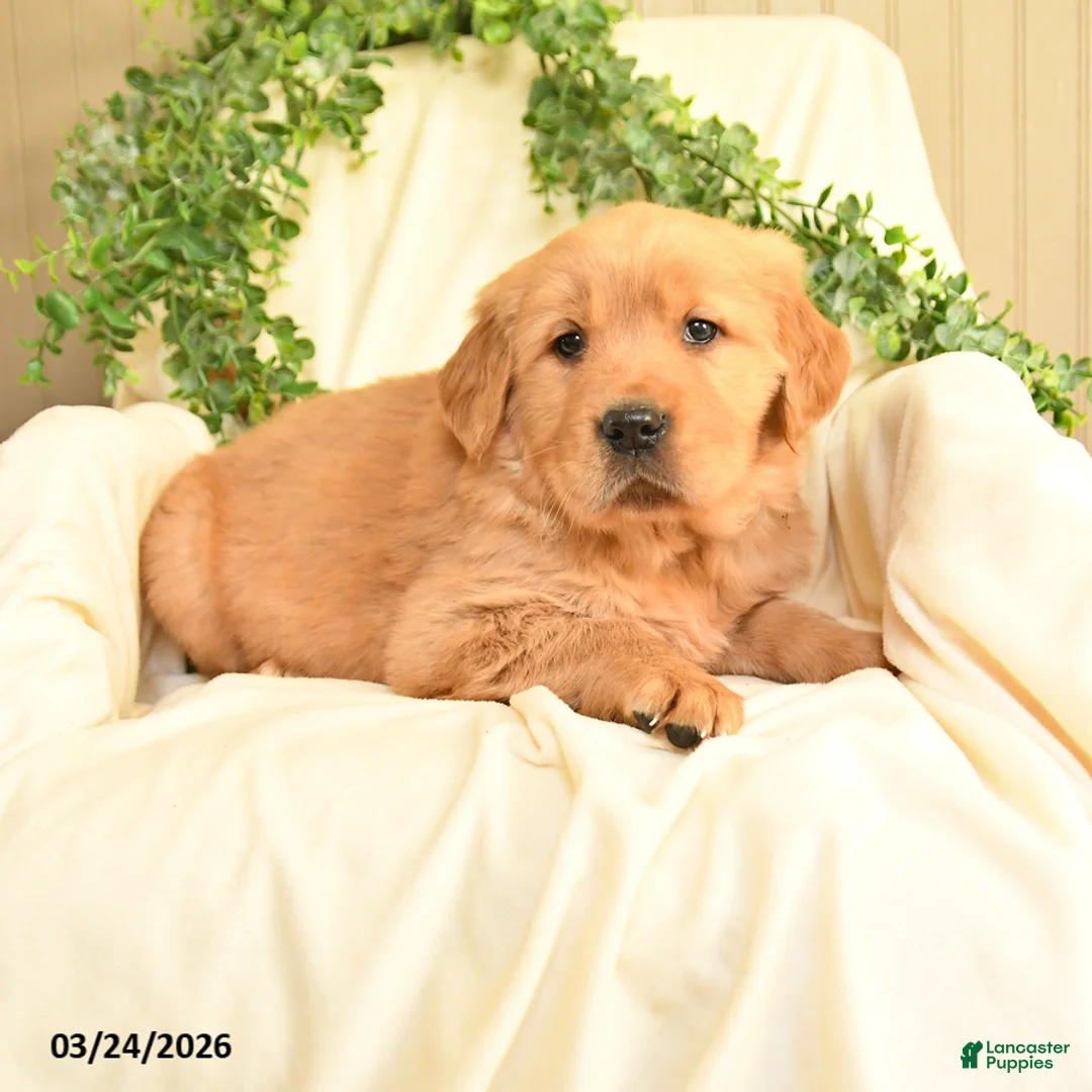 Golden Retriever dogs for sale: Mandy - Ad 1