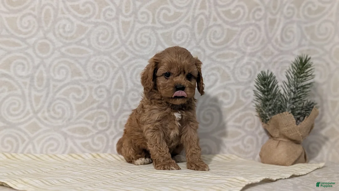 Cavapoo dogs for sale: Romeo - Ad 2