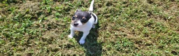 Rat Terrier dogs for sale: Tasha *Updated photos* - Ad 5