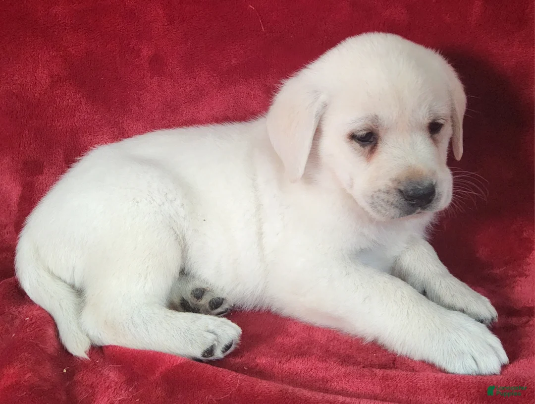 Labrador Retriever dogs for sale: Ike - Ad 1