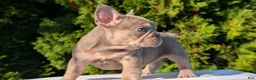 French Bulldog dogs for sale: Luna - Ad 9