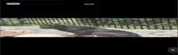 Cane Corso dogs for sale: Cane Corso 2 - Ad 2